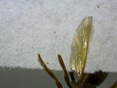 Antodynerus limbatus