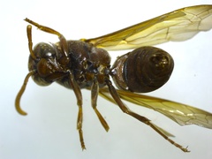 Antodynerus limbatus