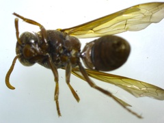 Antodynerus limbatus