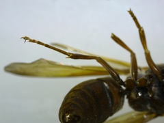 Antodynerus limbatus