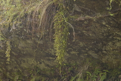 Epacris muelleri