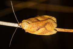 Proteodes carnifex
