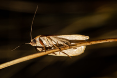 Proteodes carnifex
