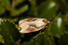 Proteodes carnifex