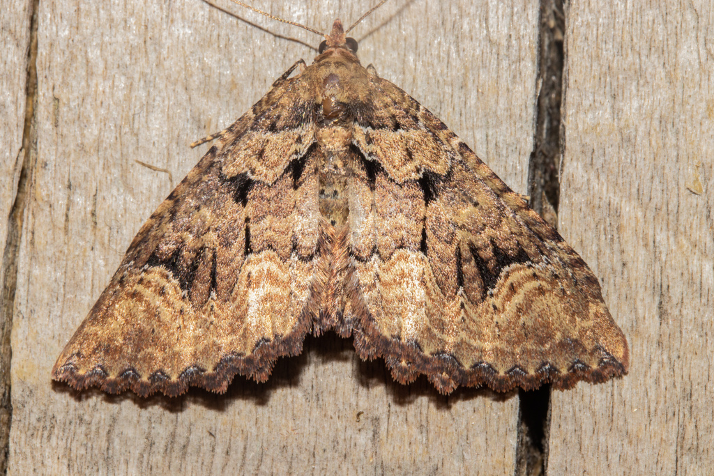 Austrocidaria