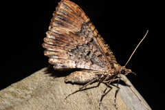 Austrocidaria cedrinodes