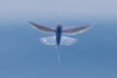 Cheilopogon