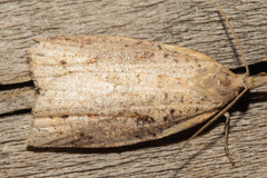 Apoctena conditana