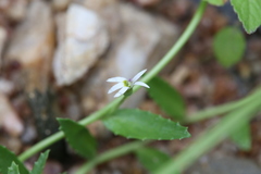 Lobelia leucotos