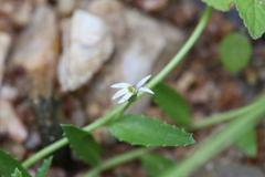 Lobelia leucotos