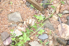 Lobelia leucotos