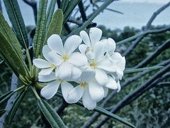 Plumeria alba