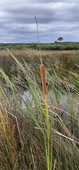 Typha capensis