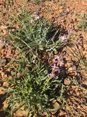 Matthiola maroccana