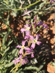 Matthiola maroccana