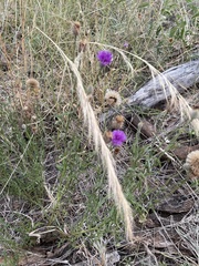 Parapolydora fastigiata