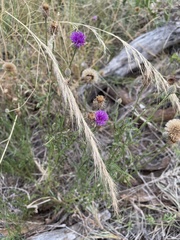 Parapolydora fastigiata