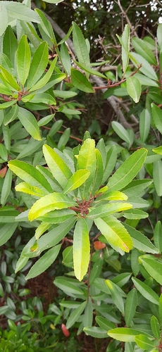 Image of Noltea africana by (c) Eugene Hahndiek, some rights reserved (CC BY-SA)