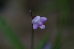 Utricularia minutissima