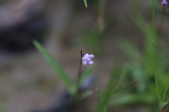 Utricularia minutissima