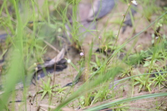 Utricularia minutissima