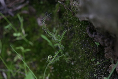 Drosera serpens