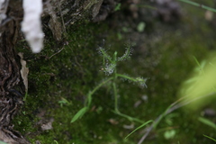 Drosera serpens