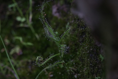 Drosera serpens