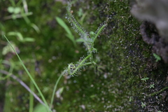 Drosera serpens