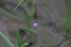 Utricularia minutissima