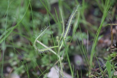 Drosera serpens