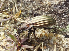 Carabus melancholicus