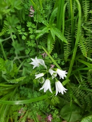 Allium triquetrum image