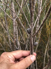 Allocasuarina monilifera