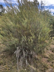Allocasuarina monilifera
