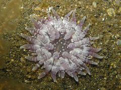 Heteractis