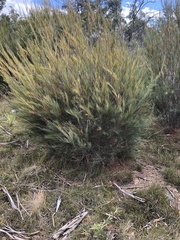 Allocasuarina monilifera