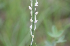Habenaria propinquior