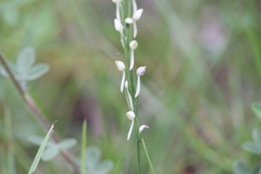 Habenaria propinquior