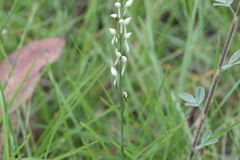 Habenaria propinquior