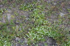 Plagiobothrys scouleri