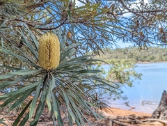 Banksia aquilonia