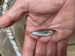 Opsaridium ubangiense