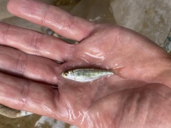 Opsaridium ubangiense