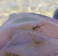 Palaemon intermedius