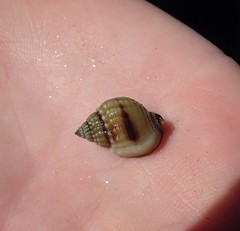 Nassarius pauperatus