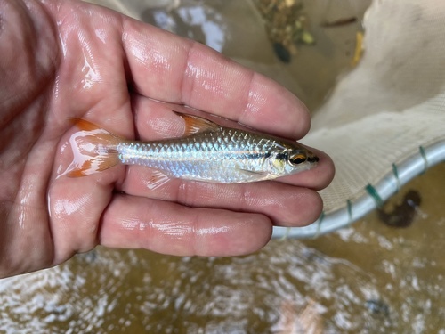 Martorell's barb (Enteromius martorelli) — Cyprinidae — 4