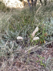 Cyphocarpa angustifolia