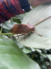 Mecopodinae