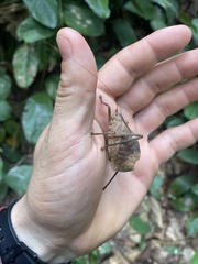 Mecopodinae